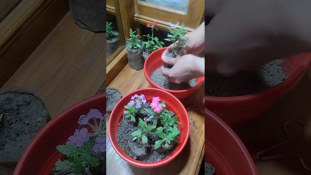 Verbena plant transplant in Hanging Planter #verbena #gardening @Gardening_with_NusaifaNajat смотреть онлайн