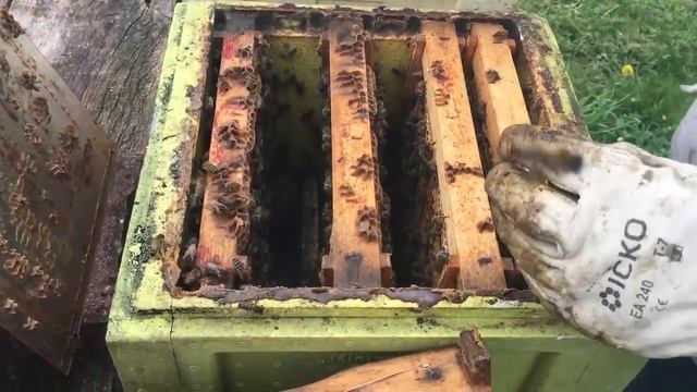 Вывод маток в нуклеусе Мини+ (Селин Гобэн, Франция) смотреть онлайн