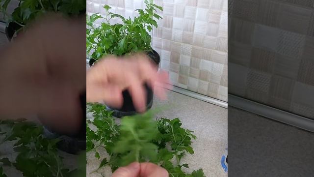 Черенкование хризантемы-мультифлора #черенки #черенкование#хризантемамультифлора #хризантема смотреть онлайн