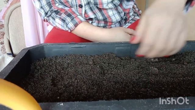 Посев семян перцев баклажанов и арома трав.Стратификация семян.садогород tagetesпосевсемян