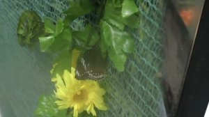 Тропические бабочки. Tropical butterflies.