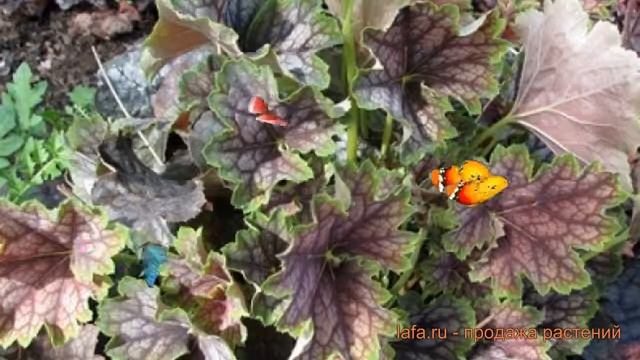 Гейхера гибридная Бьюти Колор (beauty color) ? обзор: как сажать, саженцы гейхеры Бьюти Колор смотреть онлайн