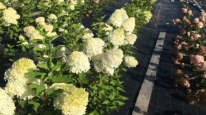 Гортензия метельчатая Фантом