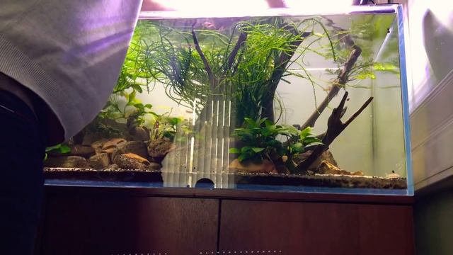 #aquascaping #aquascape. #Акваскейпинг.  Аквариум 300 литров.