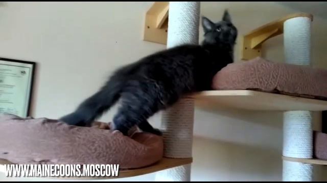 Кот мейн-кун голубой солид 3,5 месяца смотреть онлайн