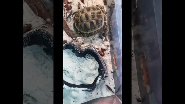 Как ухаживать за сухопутной черепахой ПРАВИЛЬНЫЙ УХОД ?￼ смотреть онлайн