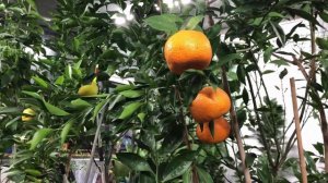 ч.1 Удобрение/подкормка цитрусов. Чем? Когда? Как? Осмокот