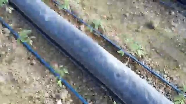 Первые вредители,Слизень.Томаты сорт Пинк Парадайс! смотреть онлайн