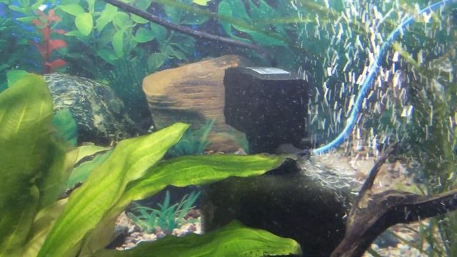 Немного о моем аквариуме. Цихлидник на работе. смотреть онлайн