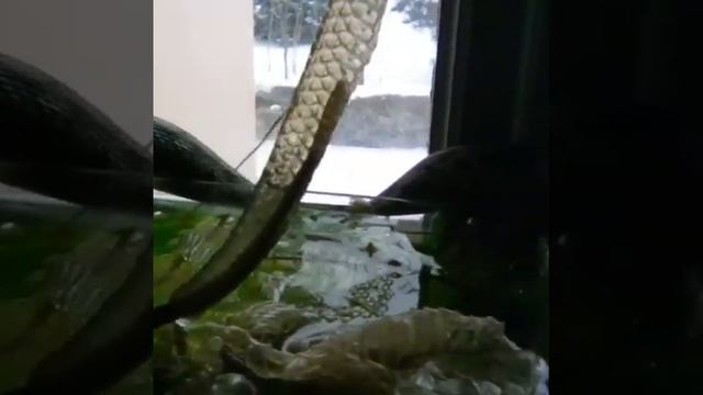 Линька змеи. смотреть онлайн