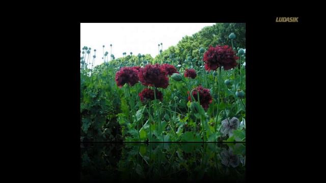 Не знаю краше ангельских цветов.... Relax смотреть онлайн