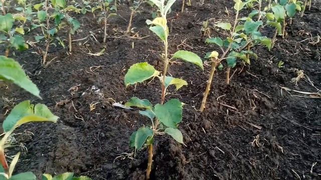 Как ухаживать за молодыми саженцами яблонь смотреть онлайн