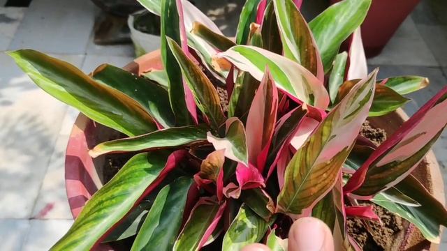Stromanthe triostar plant care, indoor plant की देखभाल, maranta plant care, houseplant care tips смотреть онлайн