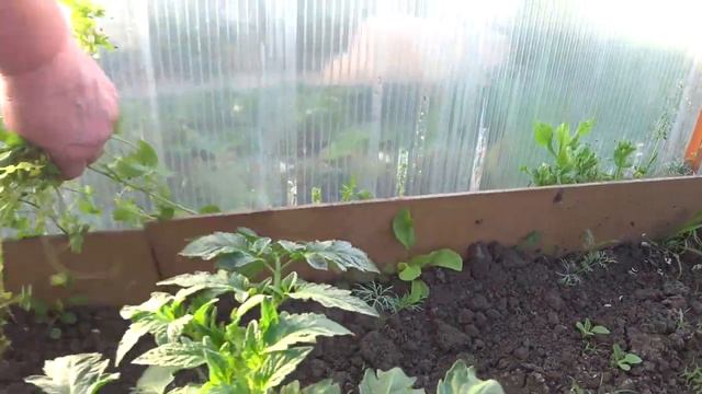 Кормим гусят луком🦢 Улучшаем выгул для птиц😊 Прилетели первые _гости_🐝Ежевики почти не будет😎Куб смотреть онлайн