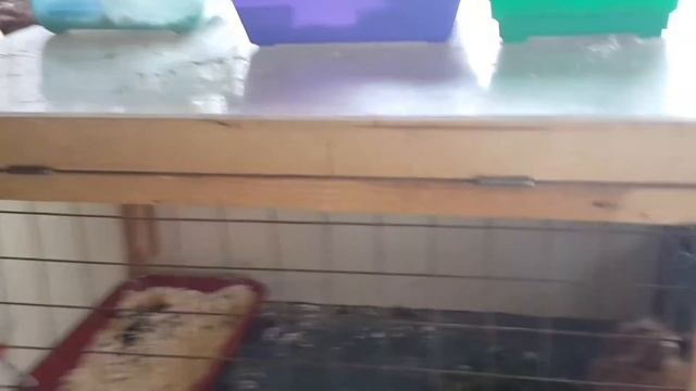 Клетка для декоративного кролика смотреть онлайн