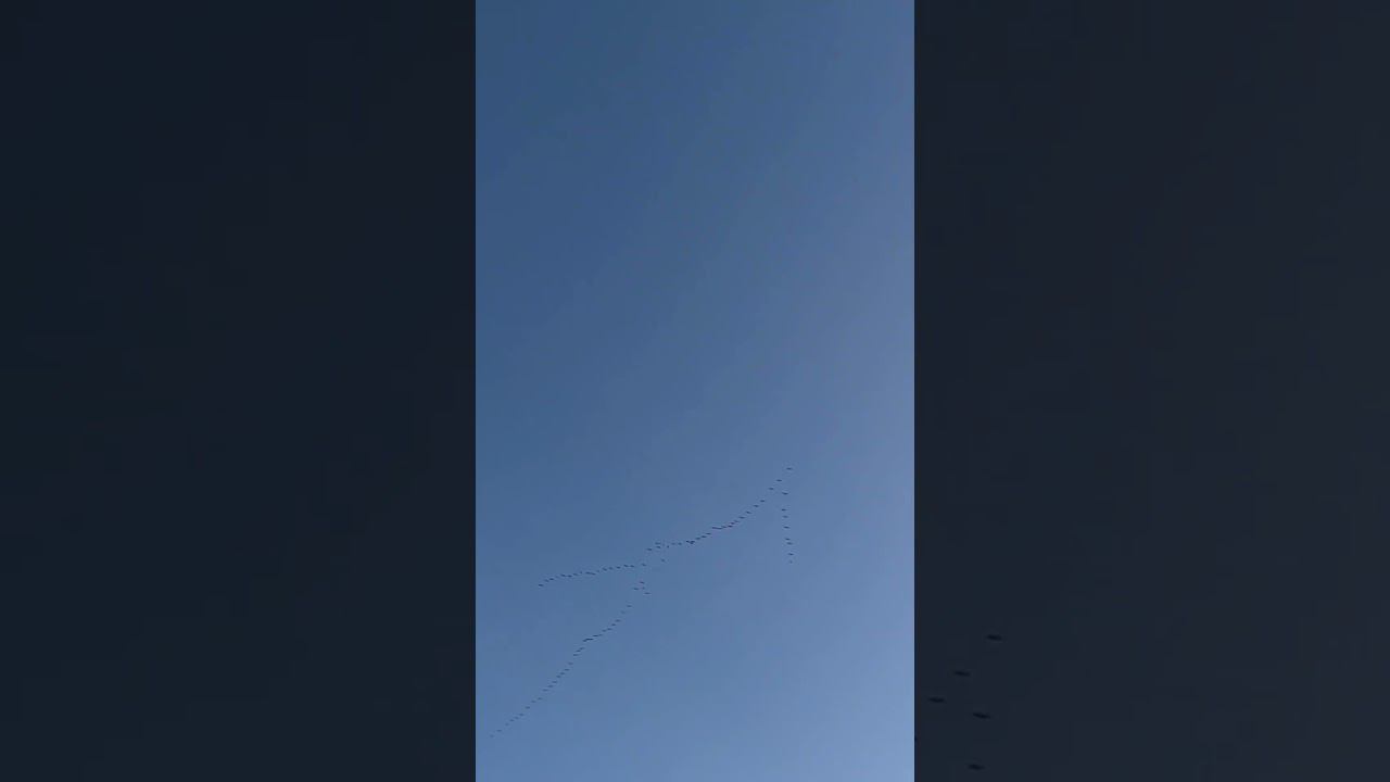 прилёт птицы с тёплых стран смотреть онлайн