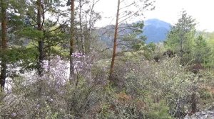 Цветение маральника на Алтае в 4К ? Blooming maralnik in Altai in 4K