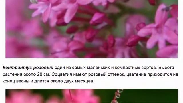Кентрантус рубер: выращивание из семян, посадка в открытом грунте. смотреть онлайн