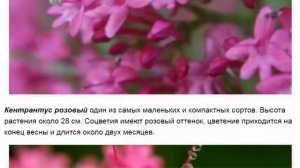 Кентрантус рубер: выращивание из семян, посадка в открытом грунте.