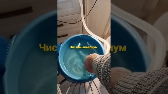 Чистим аквариум у рыб? смотреть онлайн