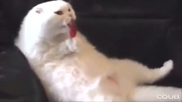 Едим желе смотреть онлайн