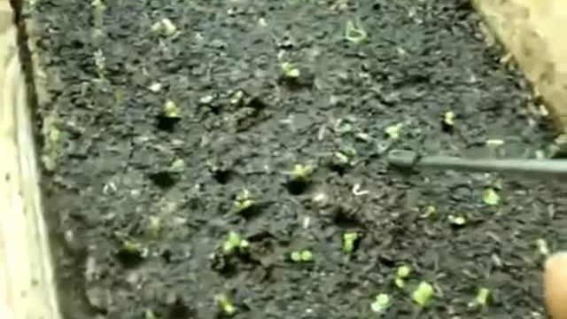 петуния смотреть онлайн