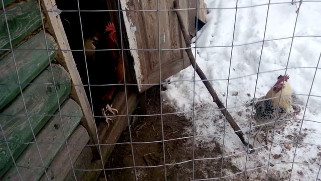 Бабуин (Бабу) до выдёргивался смотреть онлайн