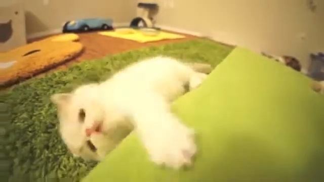 Реакция котенка на камеру - обхахочишься! смотреть онлайн