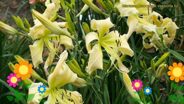 Лилейник гибридный Небесные Кудри. Краткий обзор, описание hemerocallis hybrida Heavenly Curls смотреть онлайн