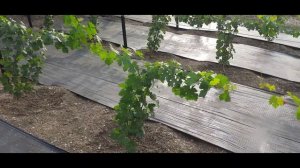 Формировка технического винограда. 1 год