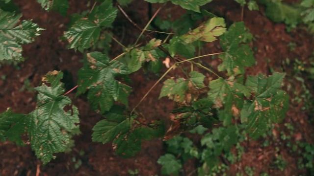 Canon eos 80D Video Test смотреть онлайн