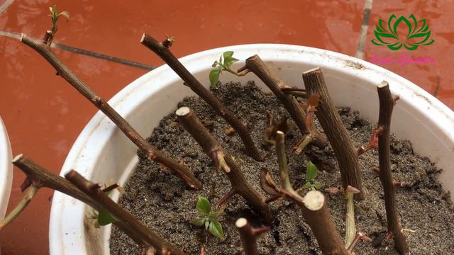 Propagate bougainvillea glabra from cutting смотреть онлайн