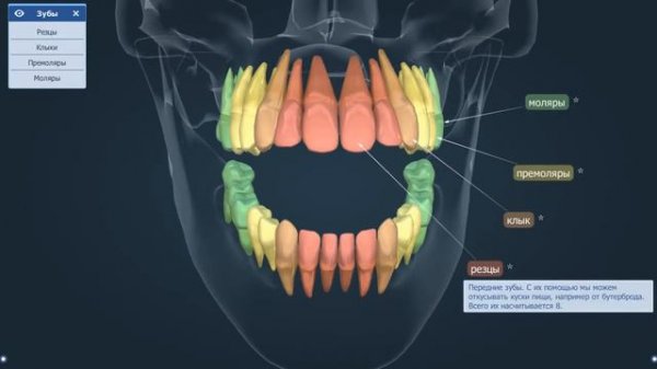 Зубы человека | Анатомия человека | Биология