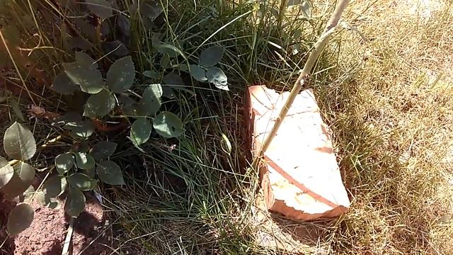 Штамбовая роза своими руками. Розовая красота! смотреть онлайн