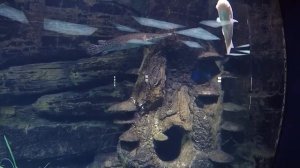 Условия содержания панцирной щуки в аквариуме.