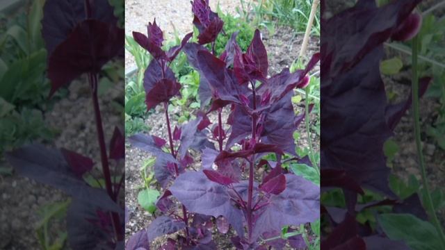 Лебеда, рубрика 