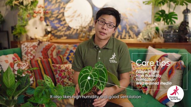 Bringing The Gardens Home: Crystal Anthurium (Anthurium Crystallinum)