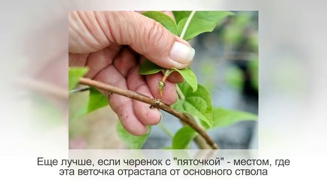 Размножение ЧЕРЕНКАМИ | Как УКОРЕНИТЬ ЧЕРЕНОК любого растения. Ч.1 | Укоренение в ВОДЕ смотреть онлайн