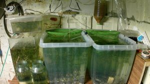 Разведение гуппи и меченосцев в домашних условиях. Первые мальки гуппи Выращивание аквариумных рыбок