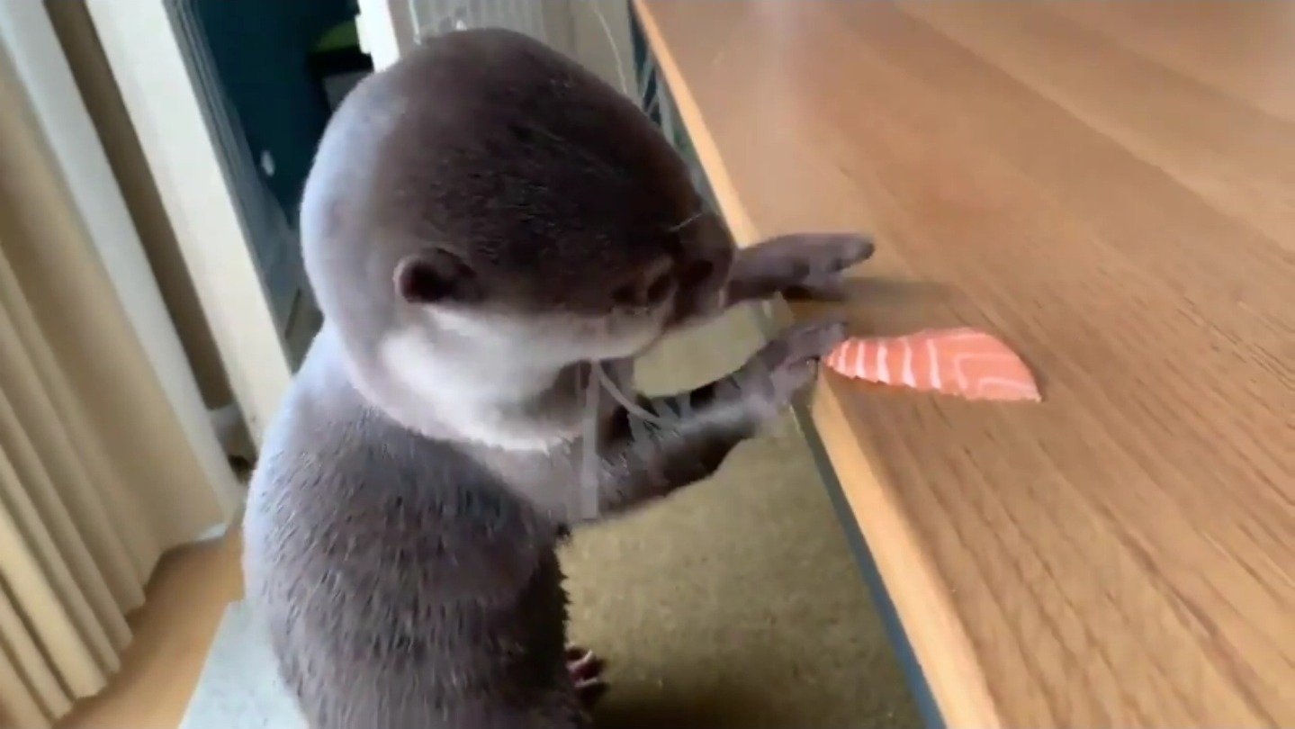 Это надо видеть. Выдра кушает рыбку))) | Домашняя выдра. смотреть онлайн