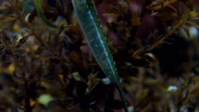 Siphonostomes (Syngnathus typhle) à l’Aquarium du Biodiversarium, Banyuls/Mer. смотреть онлайн