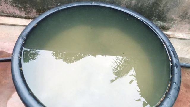 ছাদ বাগানে পদ্মফুল - বীজ থেকে চারা - গাছে বেশি ফুল ধরার সম্পূর্ণ কৌশল / Grow Lotus from seed / podd смотреть онлайн