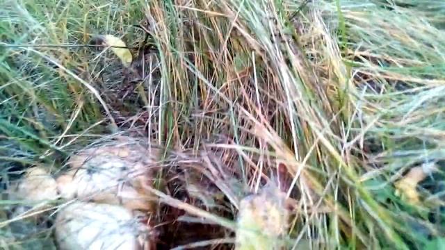 Осенние маслята, море грибов смотреть онлайн