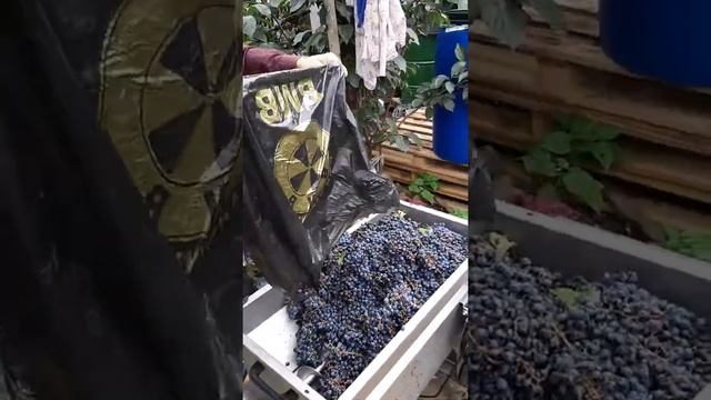 Французский сорт винограда Мерло смотреть онлайн