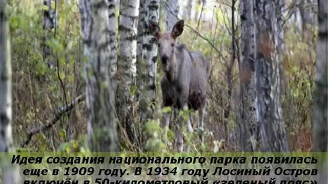 ВИДЕОРОЛИК НАЦИОНАЛЬНЫЙ ПАРК ЛОСИНЫЙ ОСТРОВ смотреть онлайн