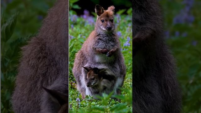 Facts File Australia смотреть онлайн