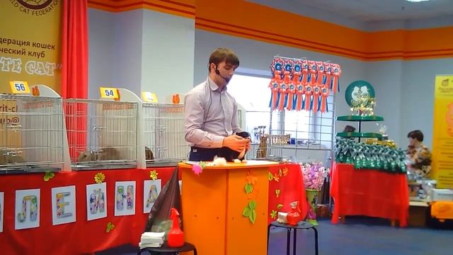 Шотландский котёнок, Атос впервые на выставке! смотреть онлайн