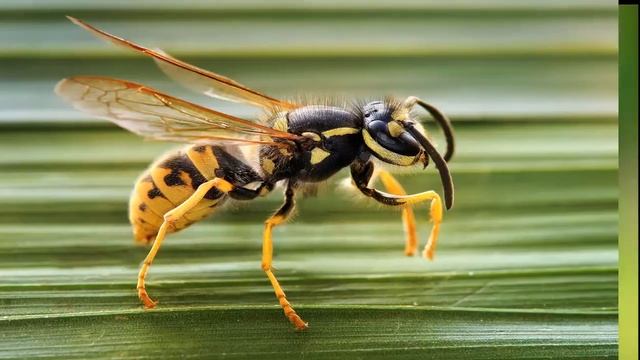 Развивающее видео детям. Насекомые. Learn insects in Russian. смотреть онлайн