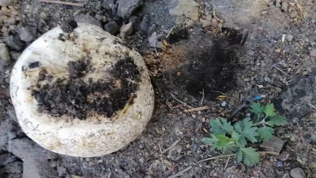 КАКОЙ ЭТО ГРИБ? ЧУДО-ЮДО У НАС НА УЧАСТКЕ. БОЛЬШОЙ, КАК ФУТБОЛЬНЫЙ МЯЧ. смотреть онлайн