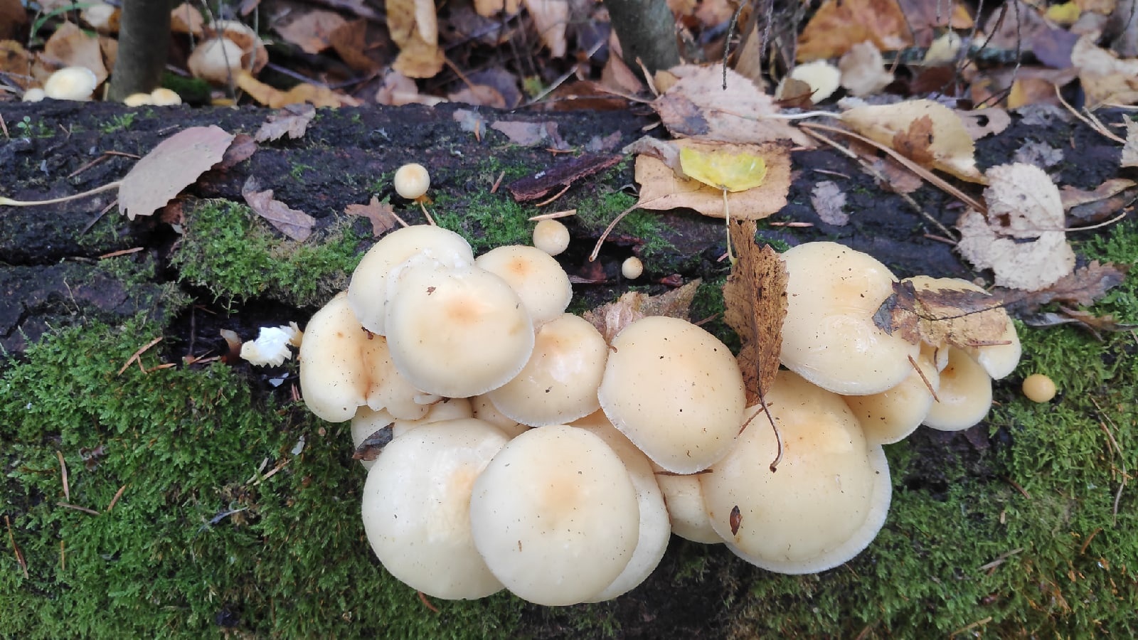 Лес. Грибы. 27 сент 2022 смотреть онлайн